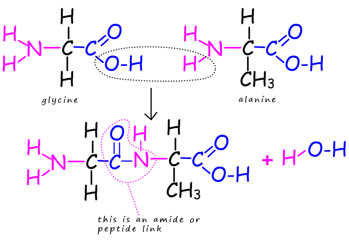 making a dipeptide molecule